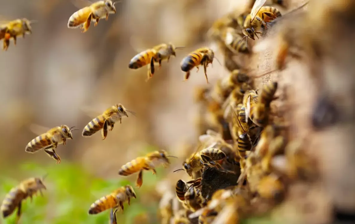 honey bees flying