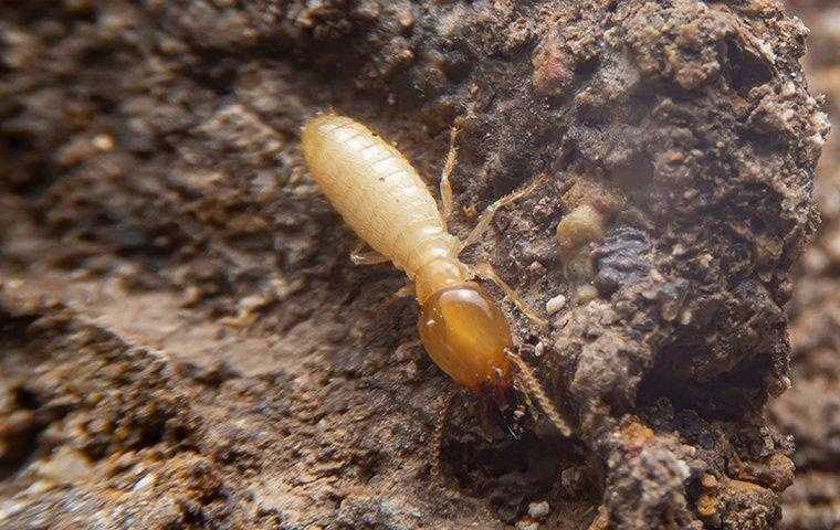 termite in mound in south florida