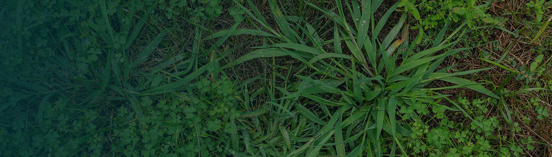 Dallisgrass & Crabgrass Identification South Florida | Native Pest ...