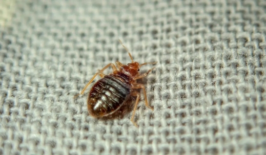 Ticks vs. Bed Bugs: How to Tell the Difference | Native Pest 