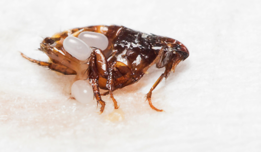 Will Heat Kill Fleas? Here&rsquo;s What to Know | Native Pest Management