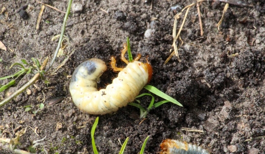 When to Treat for Grubs in Florida