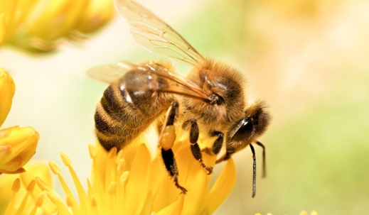 Are Honey Bees Protected in Florida?