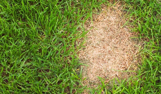 How to Deal With Summer Patch Disease in South Florida