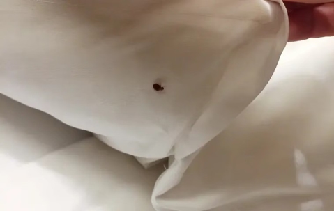Bed Bug crawling on bedding.