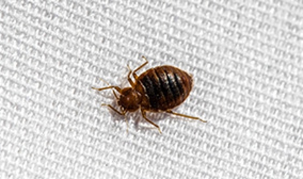 Bed Bug Control