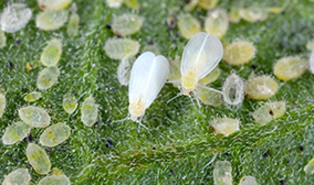 Whitefly Control