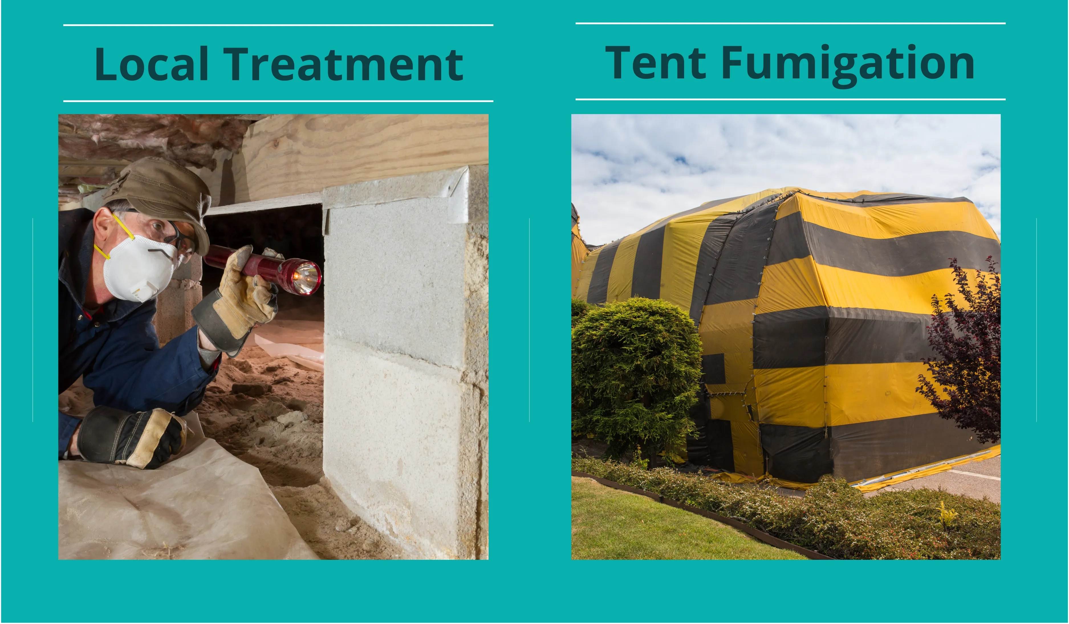 comparing local vs tent fumigation