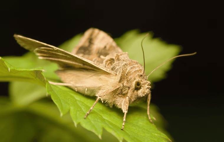 moth upclose
