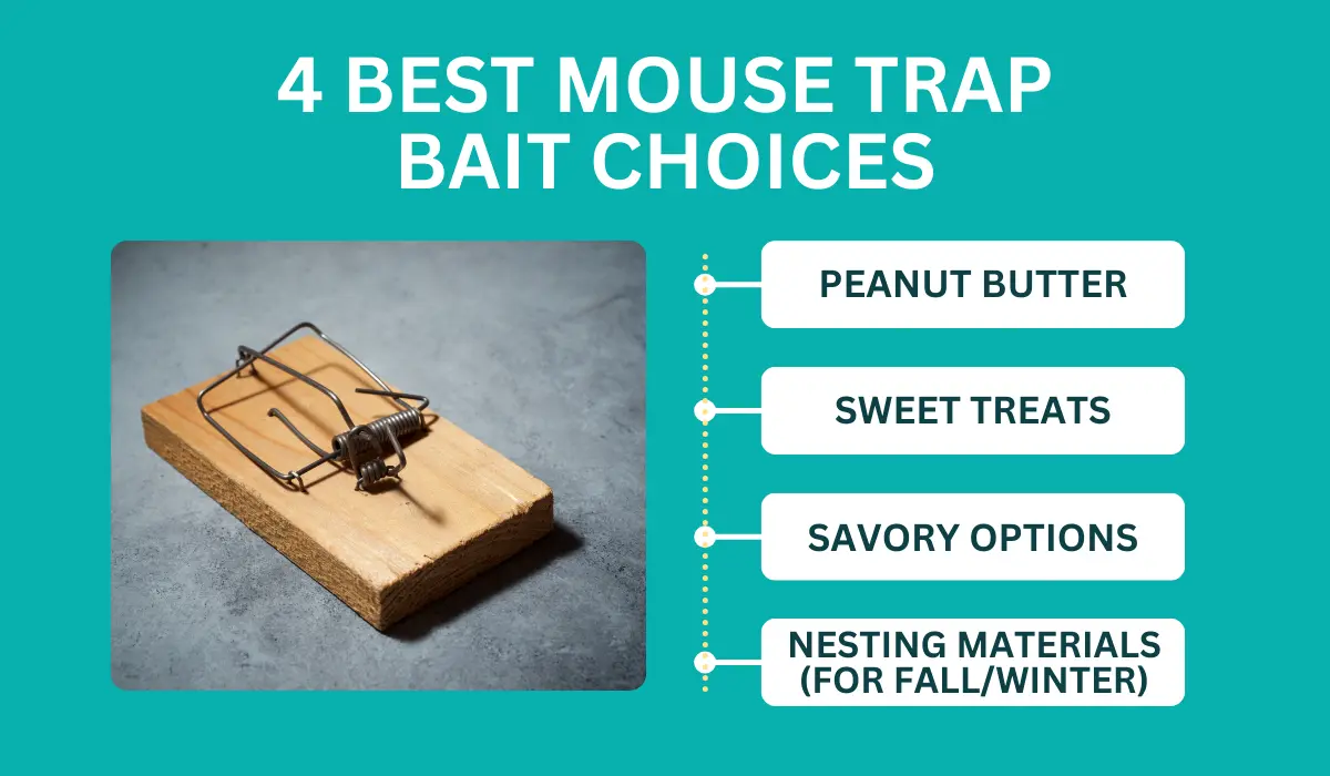 best bait for mouse trap