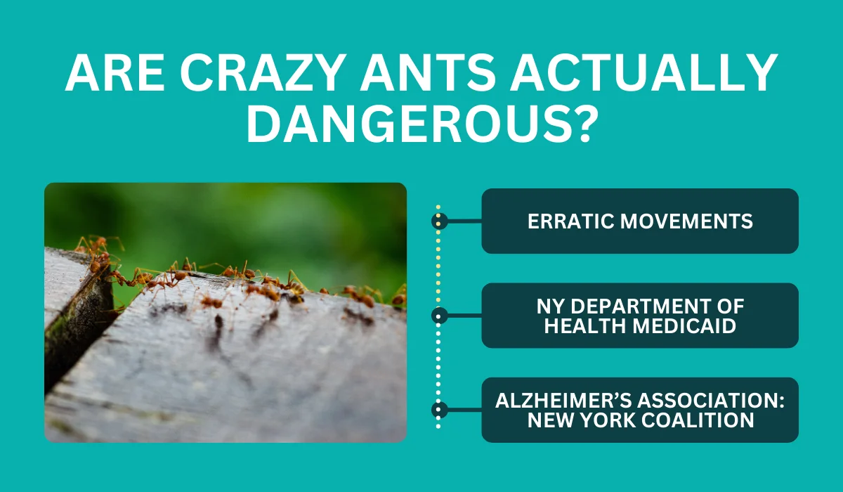 crazy ants