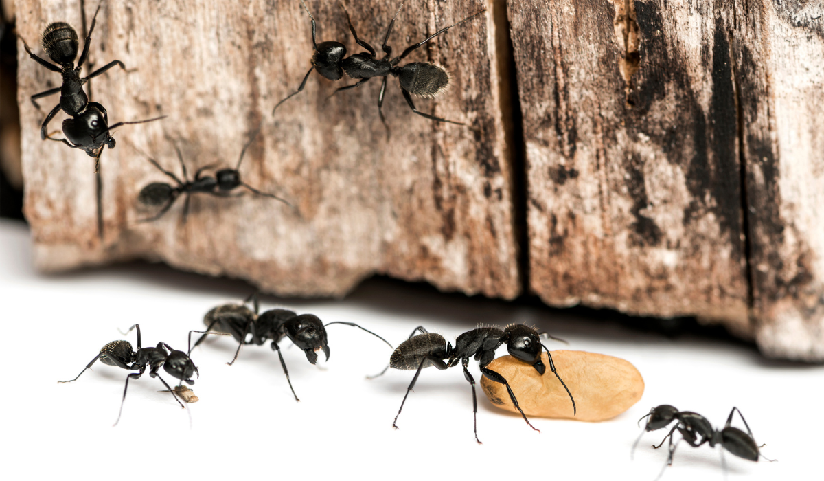 carpenter ants