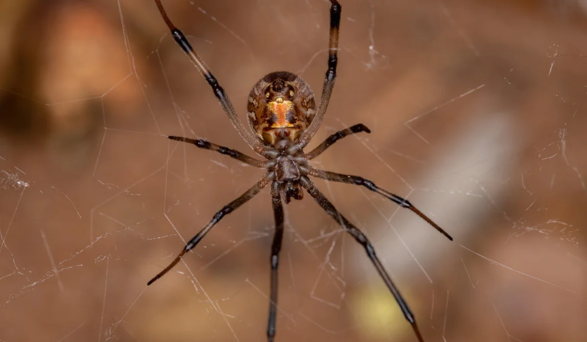 brown widow