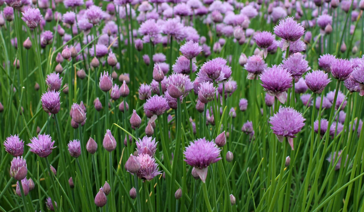 chives plant