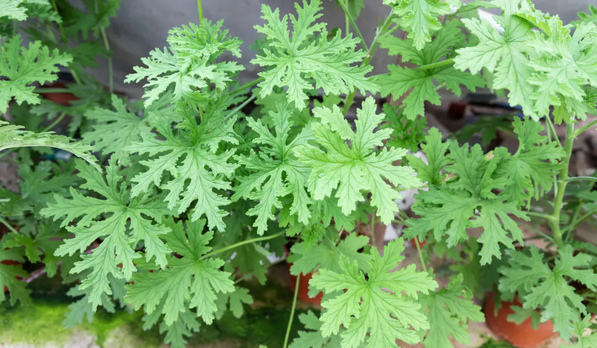 citronella plant