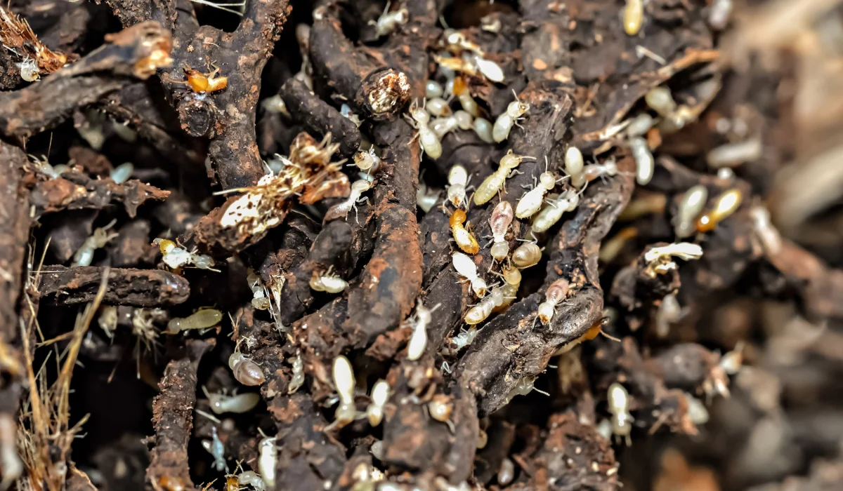 Subterranean termites