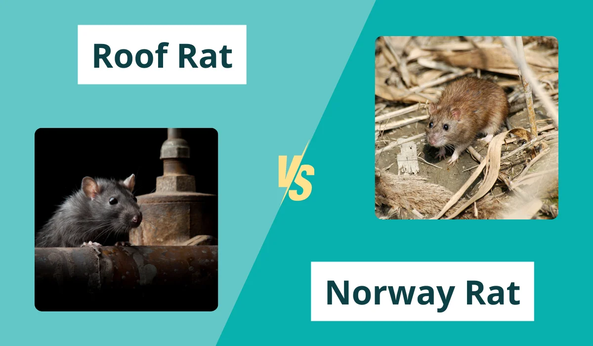 roof rat vs norway rat