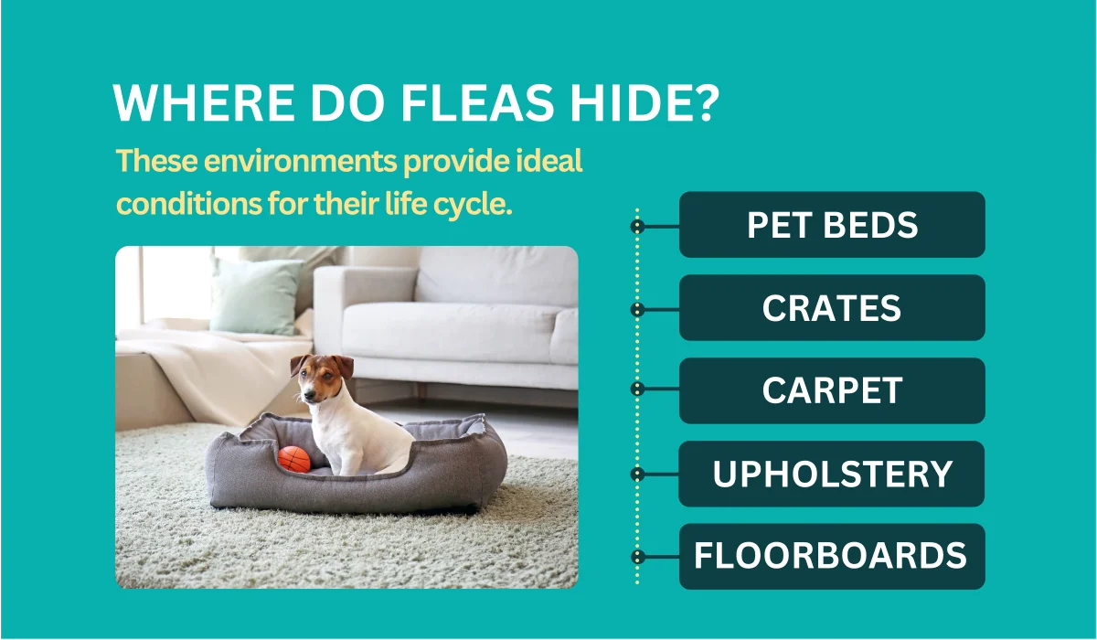 where do fleas hide