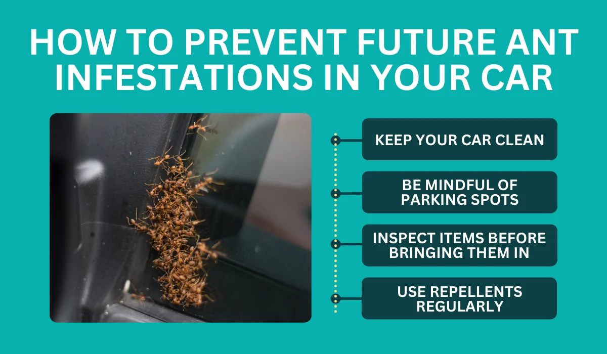 how to prevent ant infestation in your car