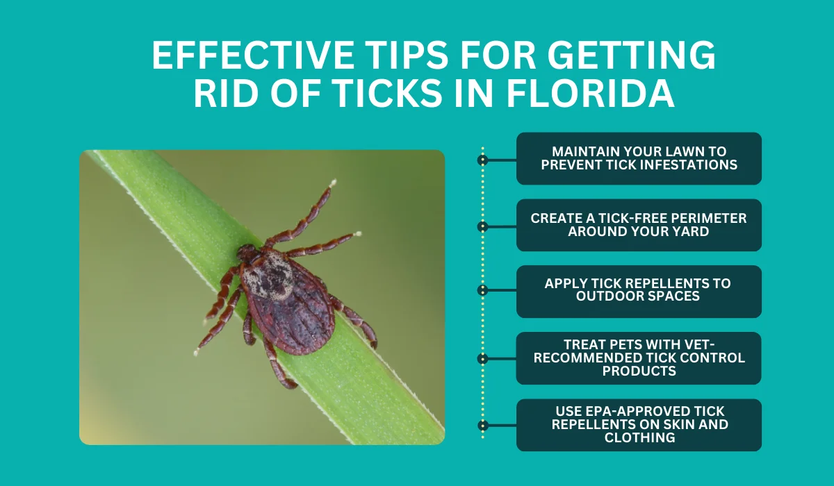 tips for getting red of ticks