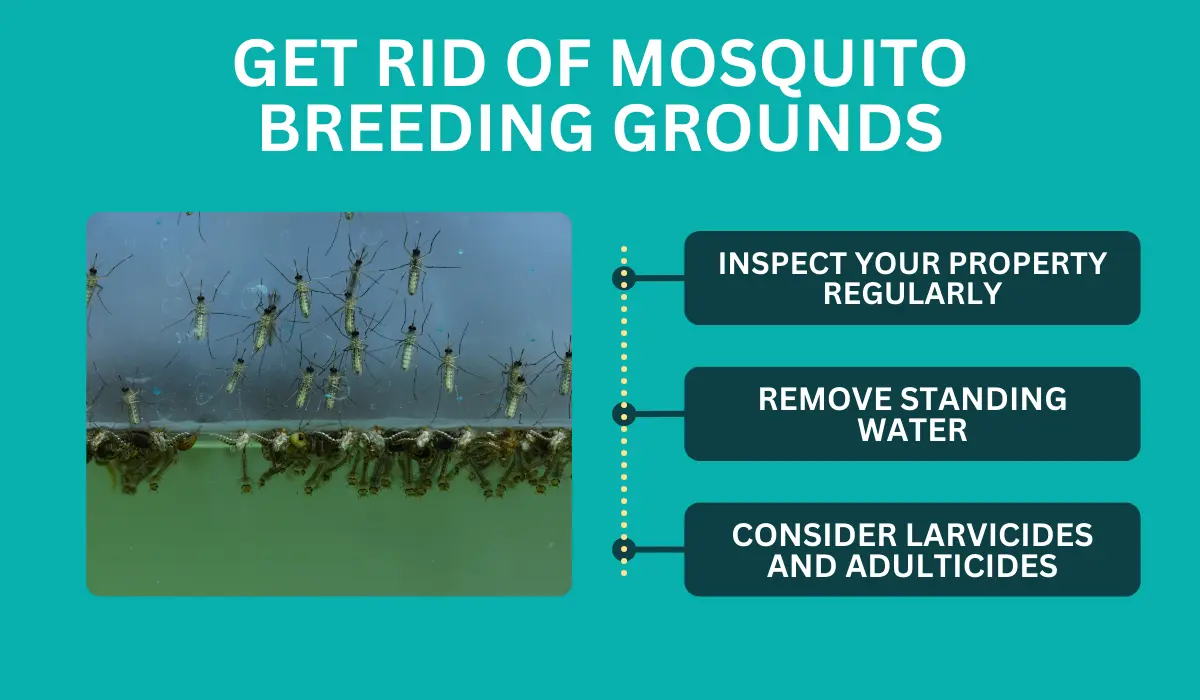 Get Rid of Mosquito Breeding Grounds