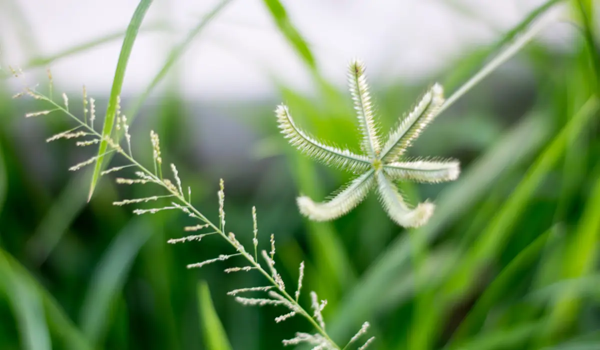 Goosegrass