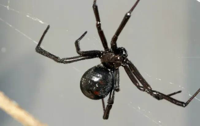 Hairless black spider
