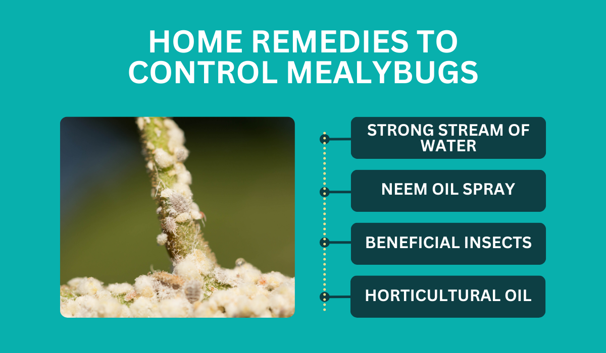 how to control mealybugs