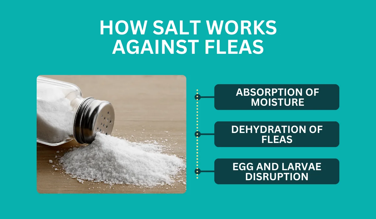 how salt works against fleas