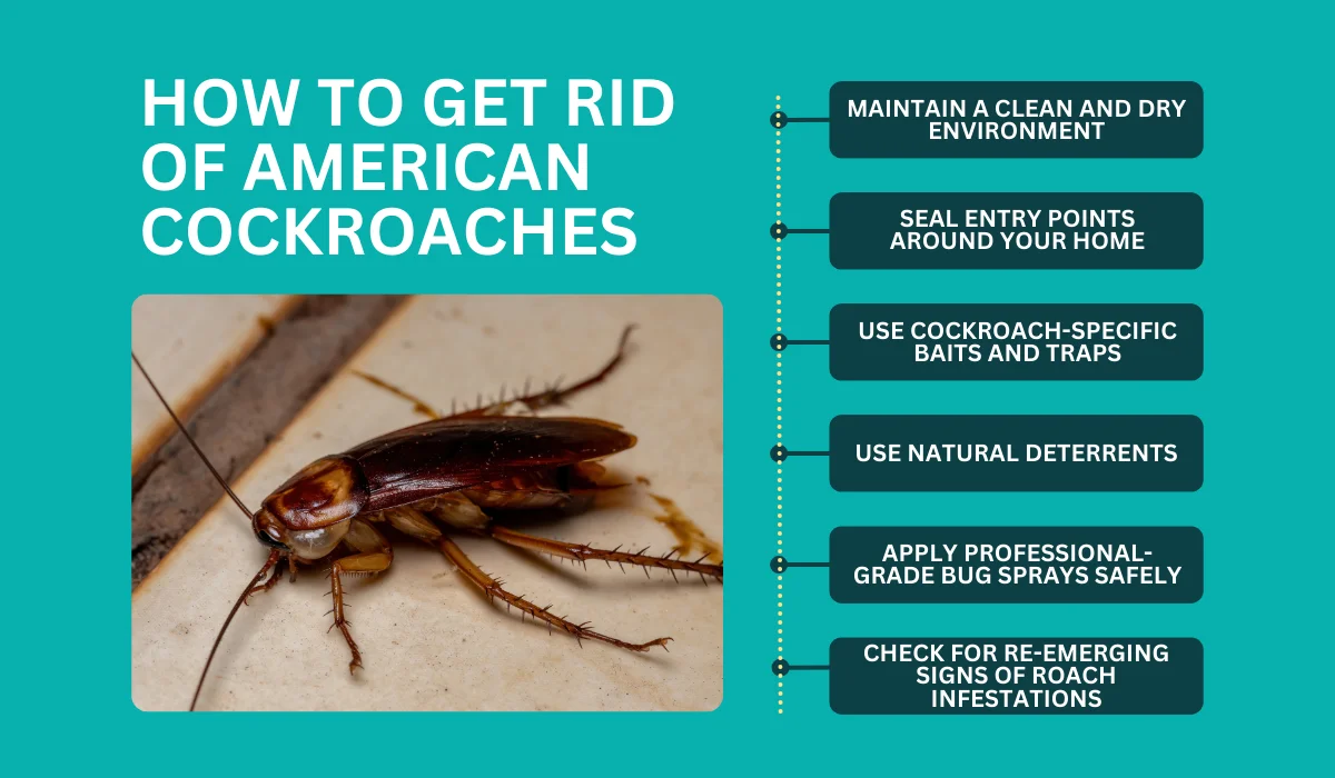 how to get rid of american roach