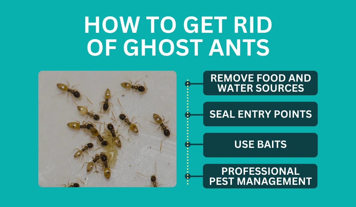 get rid of ghost ants