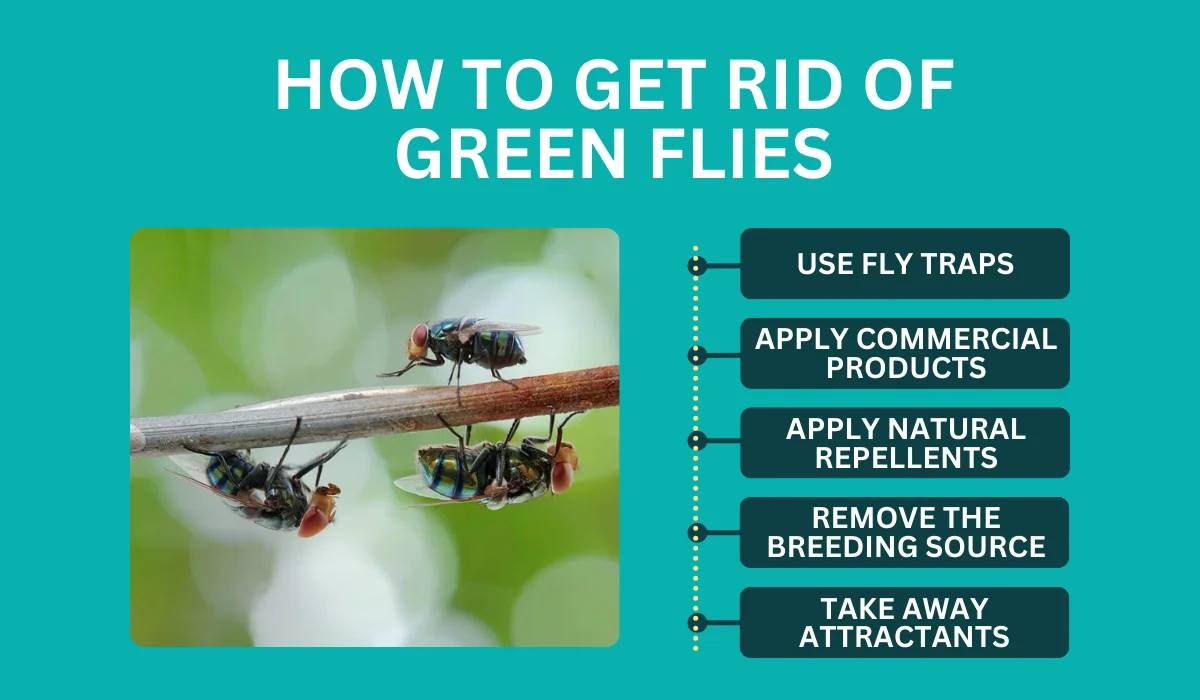 get rid of green flies