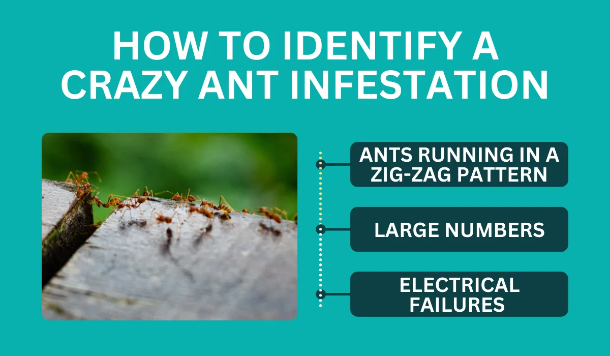 identify crazy ant infestation