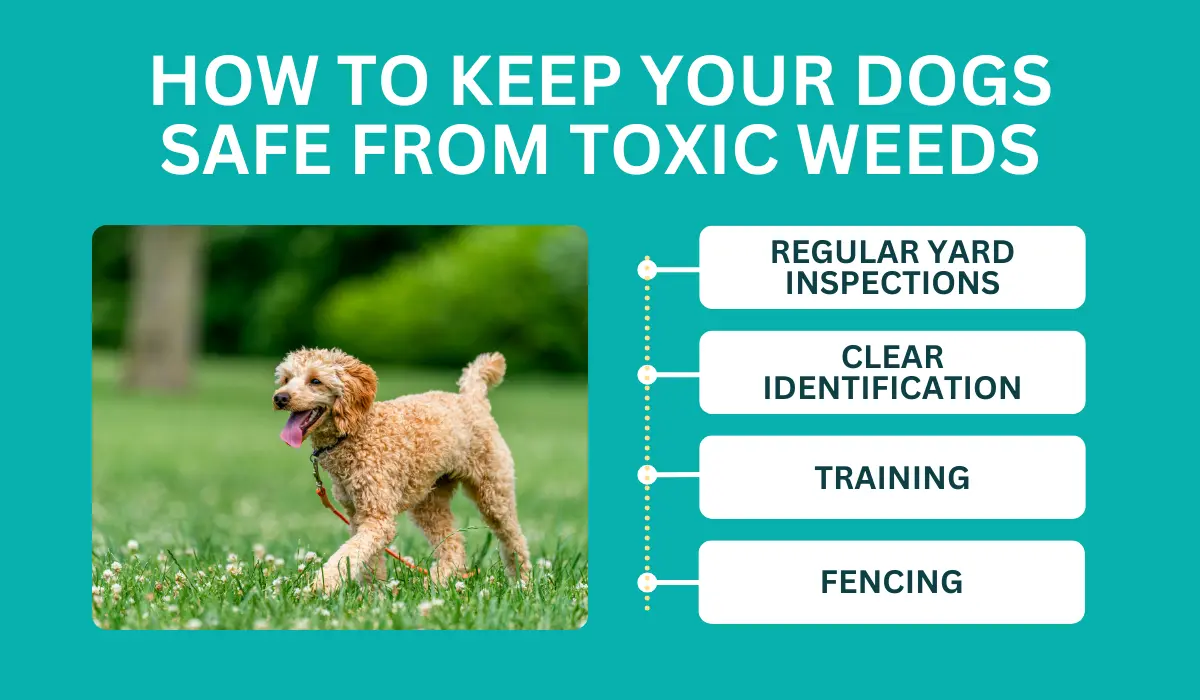 How to Keep Your Dogs Safe from Toxic Weeds