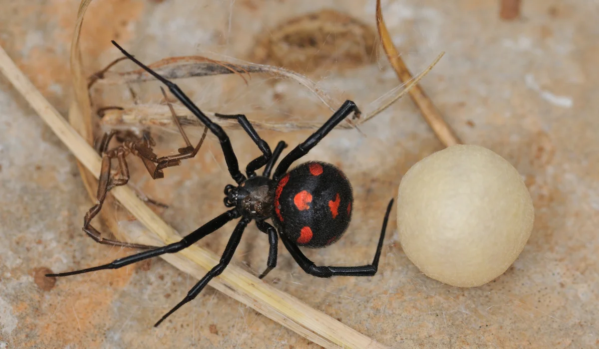 Mediterranean Black Widow