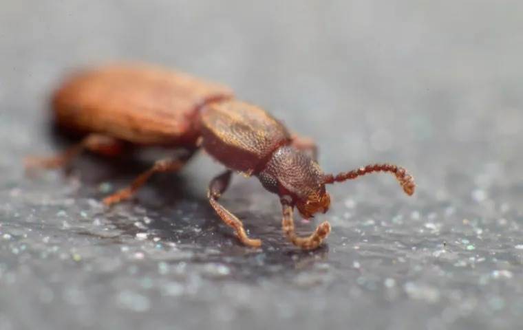 Crawling merchant grain beetle