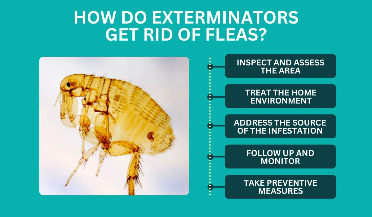 steps on how Do Exterminators Get Rid of Fleas?