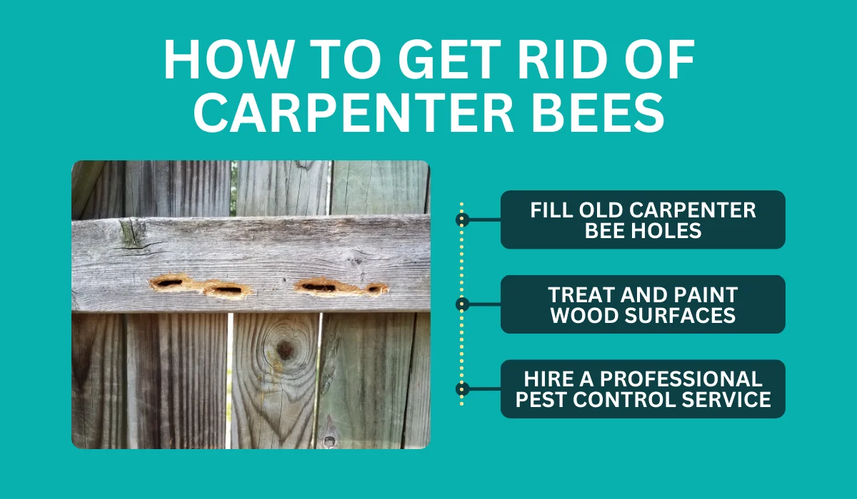 how to get rid of carpenter bee