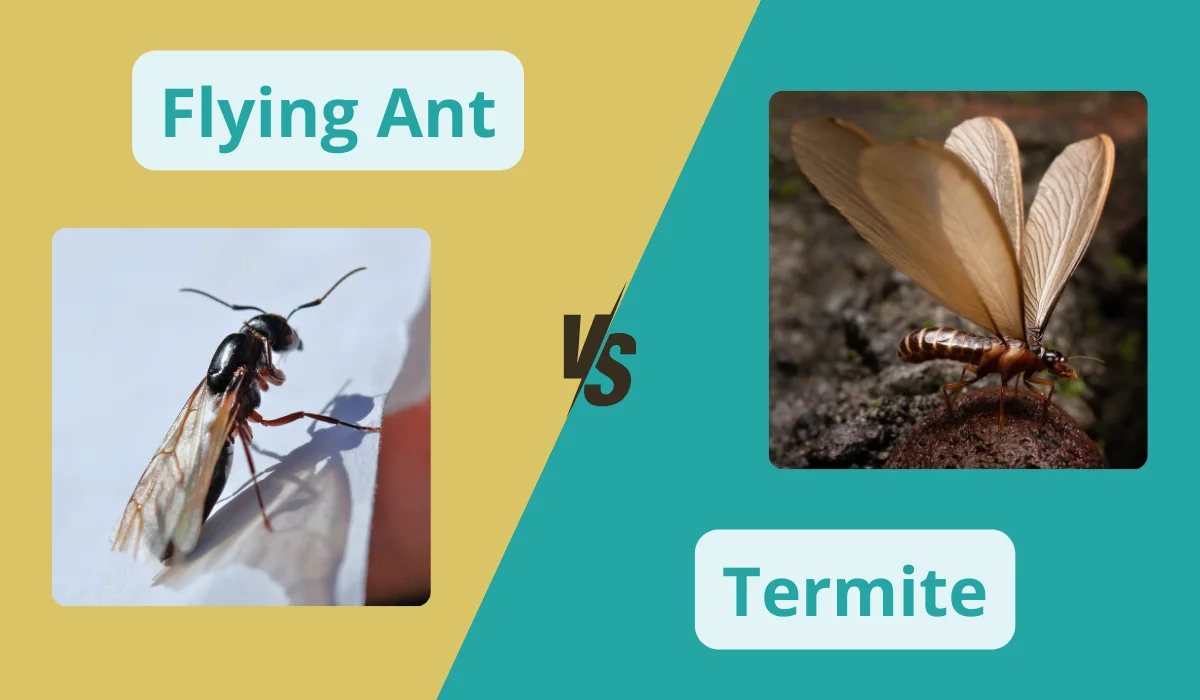 flying ant and termite comparison