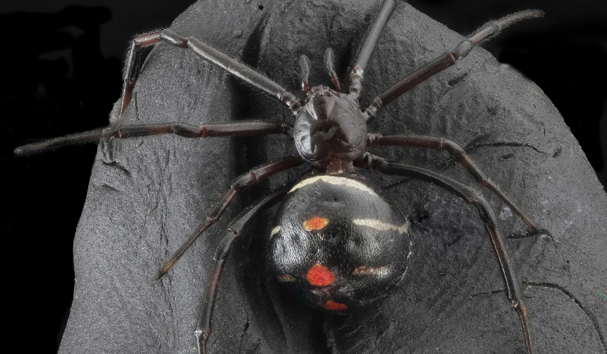 northern black widow