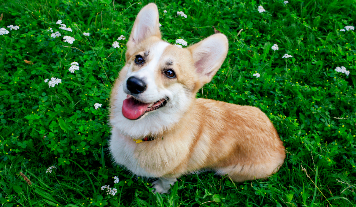 What Florida Weeds Are Poisonous for Dogs?