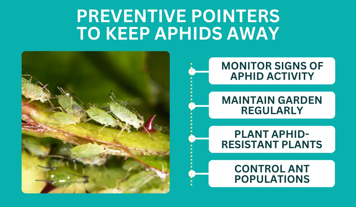 Pointers to Keep Aphids Away