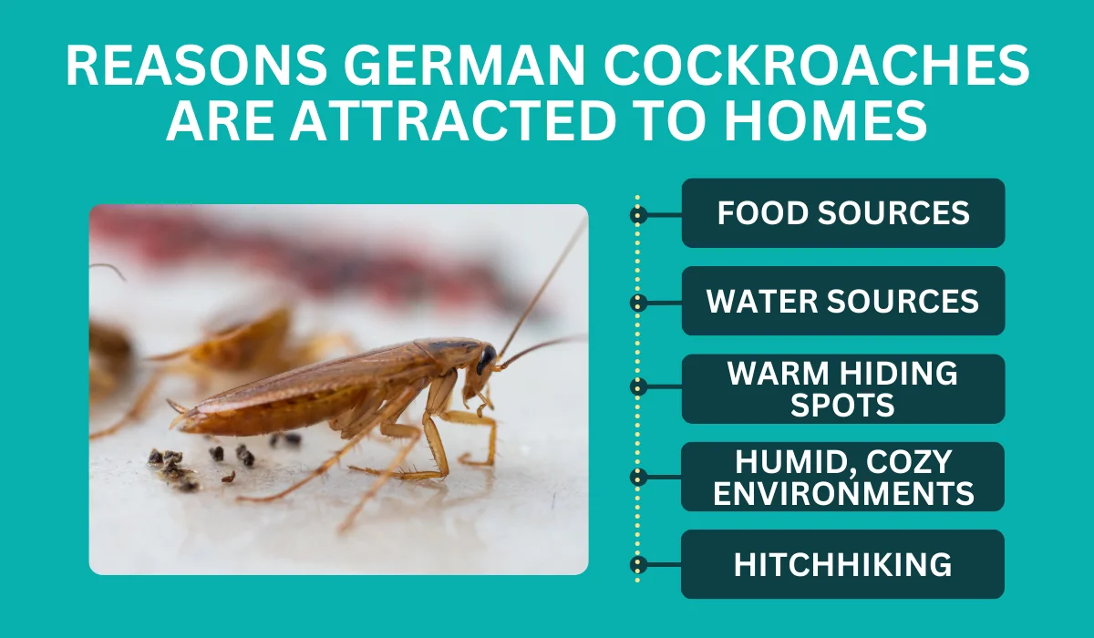 reason german cockroach are attracted to homes