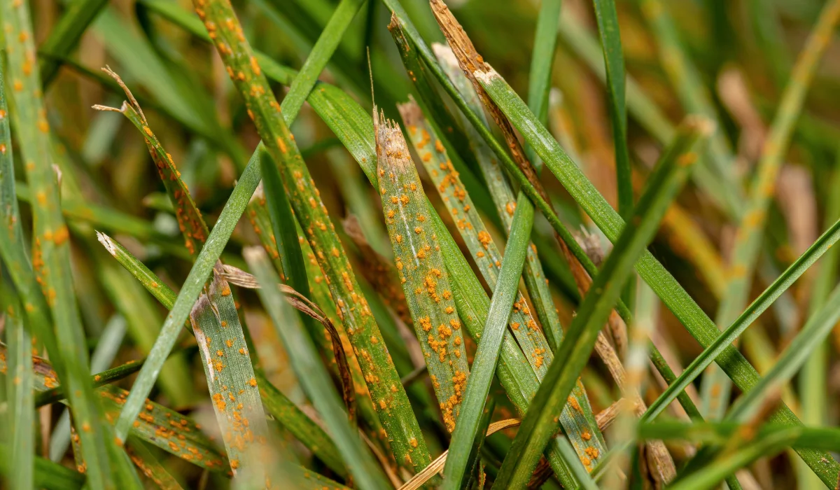 lawn rust disease