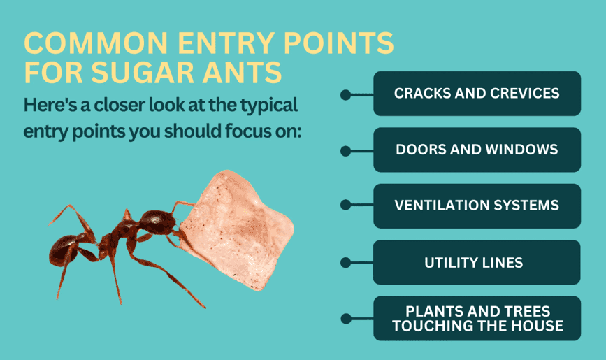 common home entry points for sugar ants graphic 