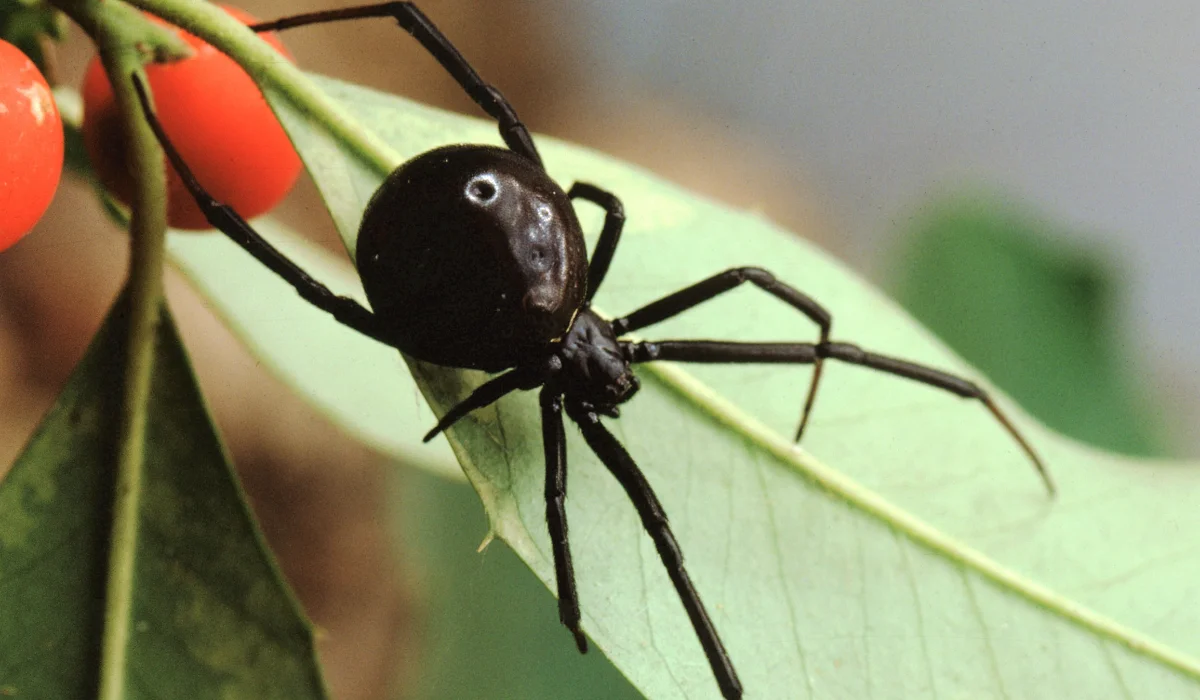 southern black widow spider