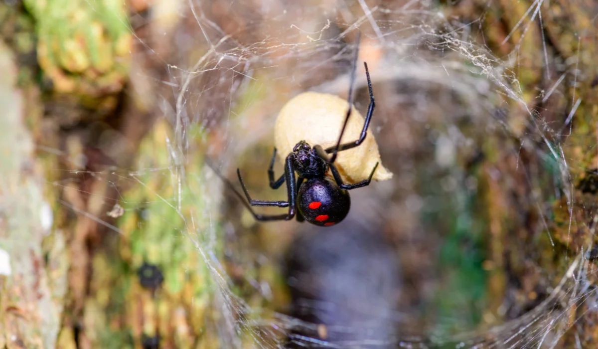 southern black widow