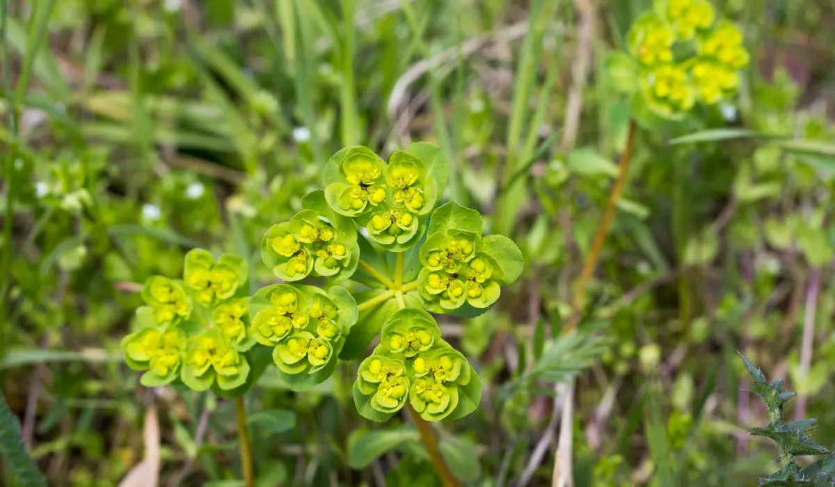 Spurge