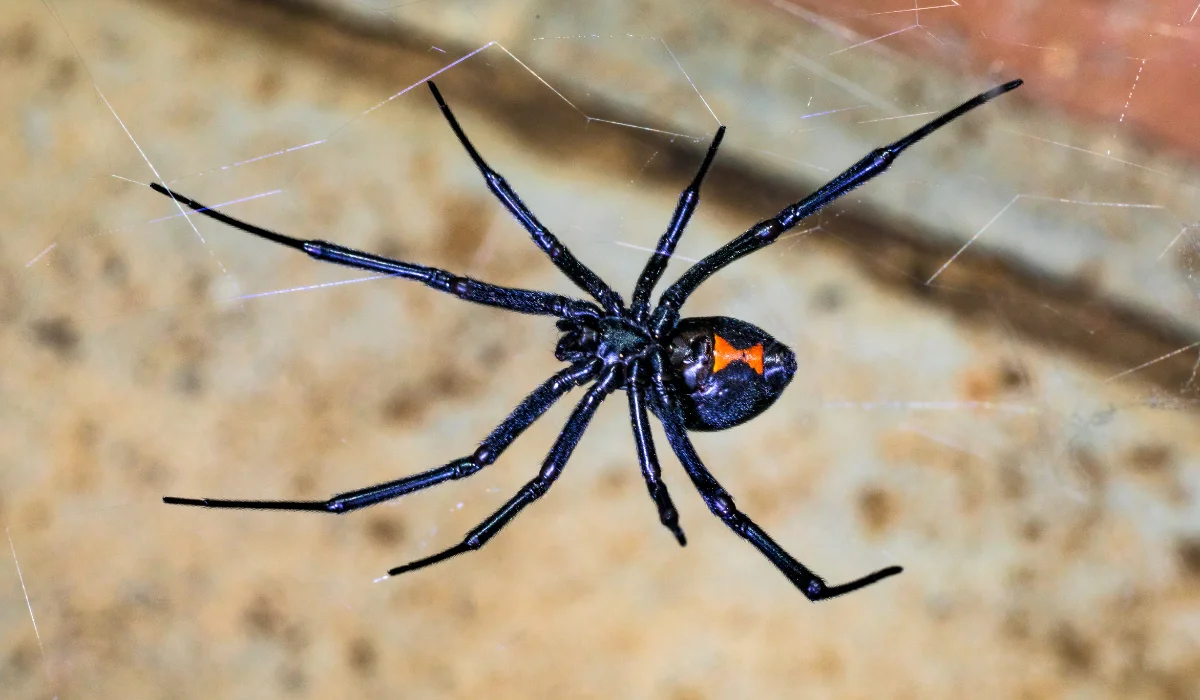 western black widow