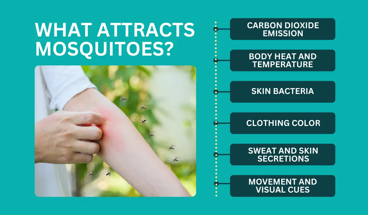 what attracts mosquitoes